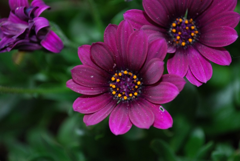 Blumen