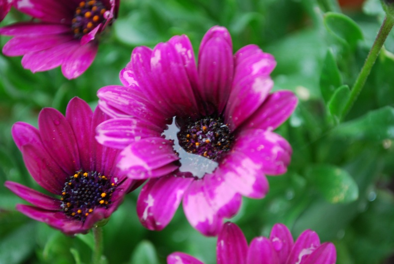 Blumen