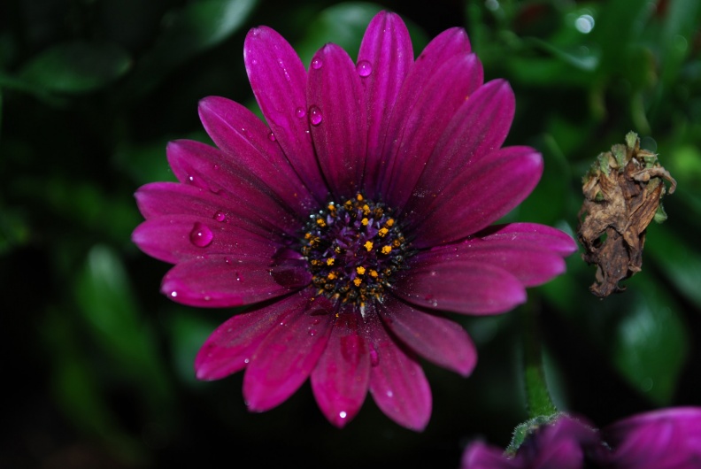 Blumen